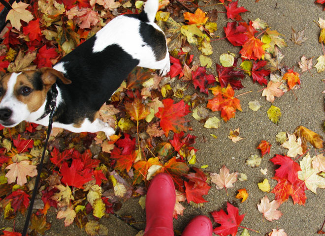 A dog and some autumn leaves